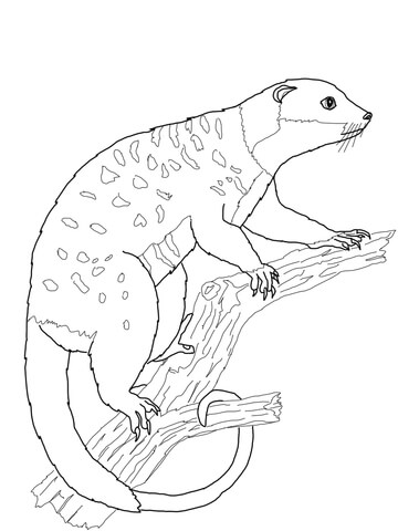 Possum Cuscus Coloring Page